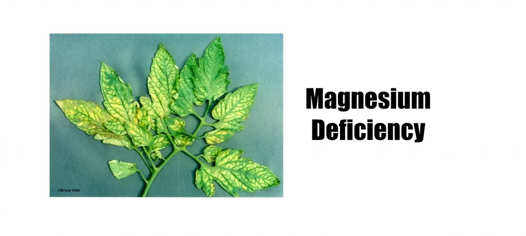 MagnesiumDefLogos.jpg