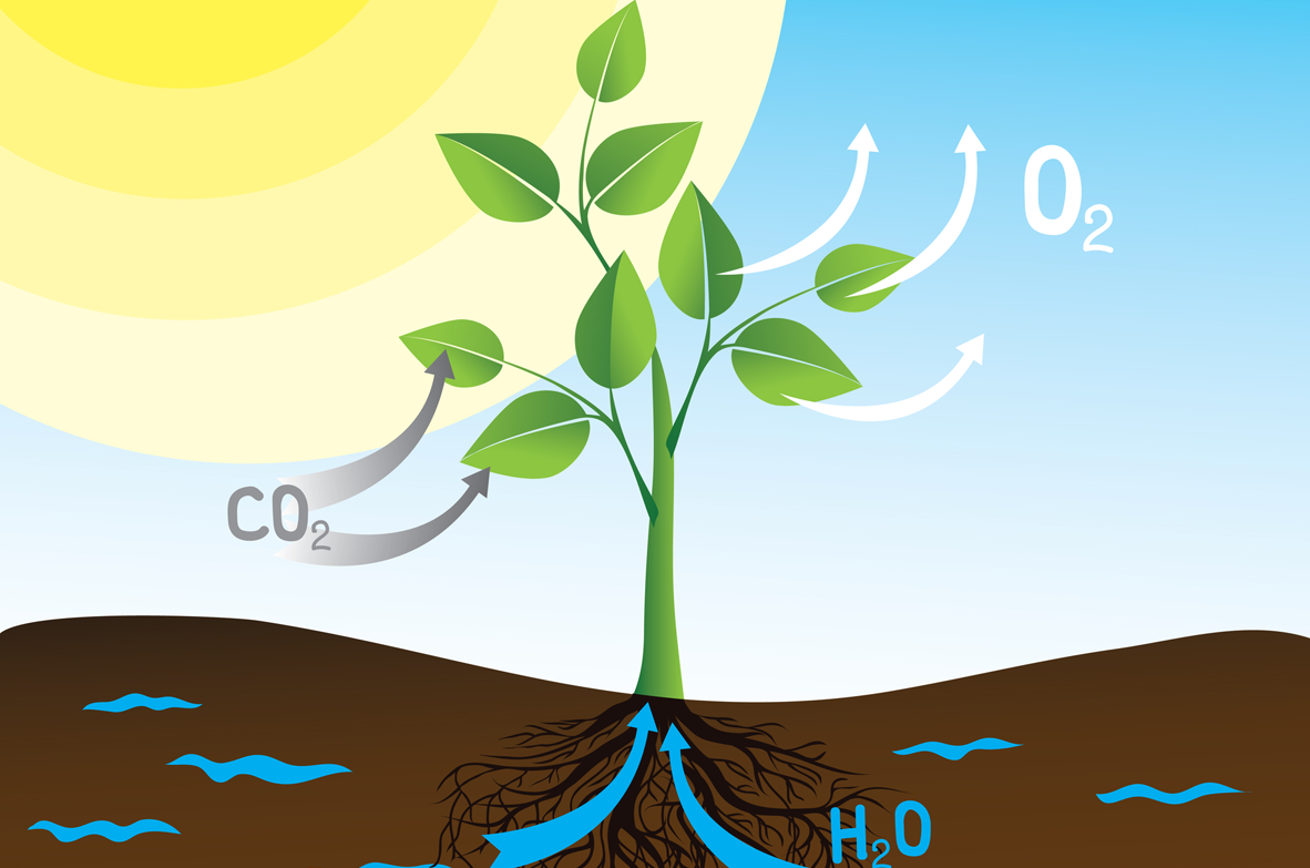 Зеленые растения днем поглощают кислород