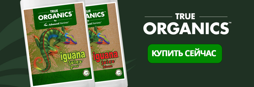 iguana juice.png