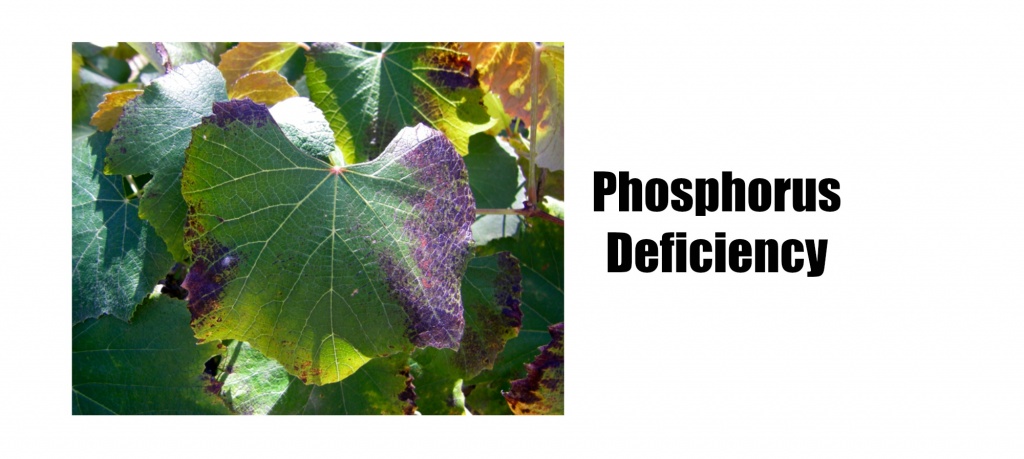 phosphorusdeflogos.jpg