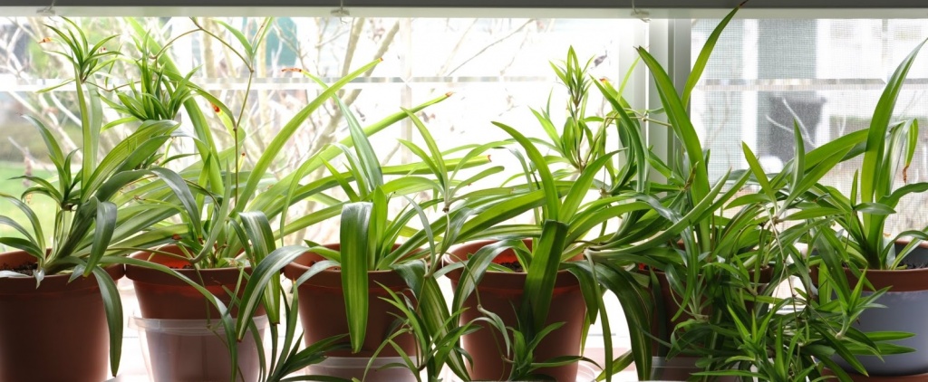 spider-plant-fresh-air.jpg