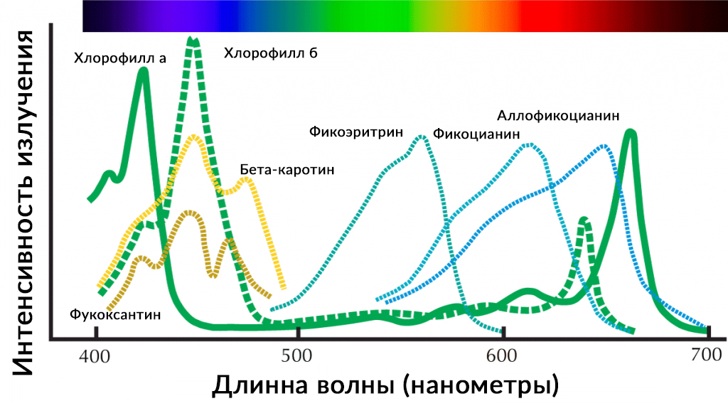 Спектры поглощения хлорофилла и фотосинтетических пигментов Спектры поглощения света фотосинтетическими пигментами