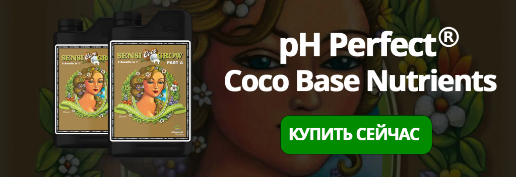 ph perfect coco base.png