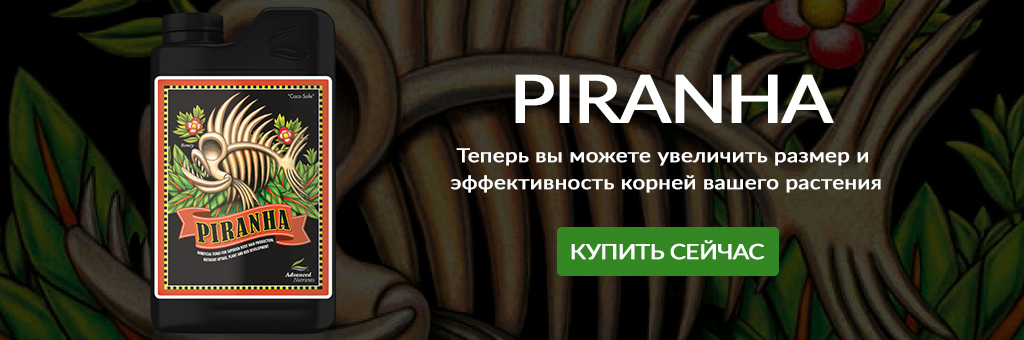 piranha.jpg