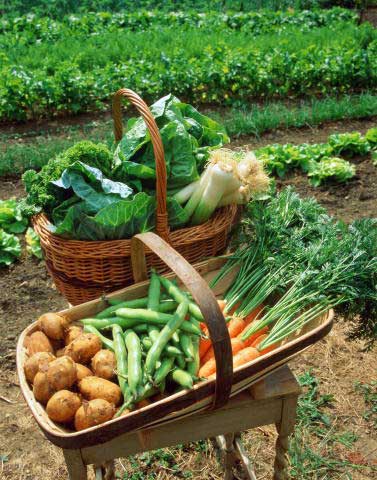 Урожай органических продуктов