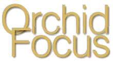 Orchid Focus